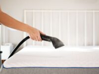 Will Steam From An Iron Kill Bed Bugs