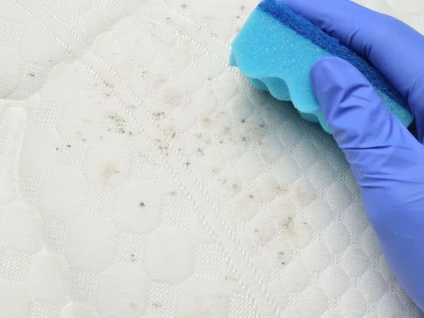 How to Get Rid of Mold On Your Mattress